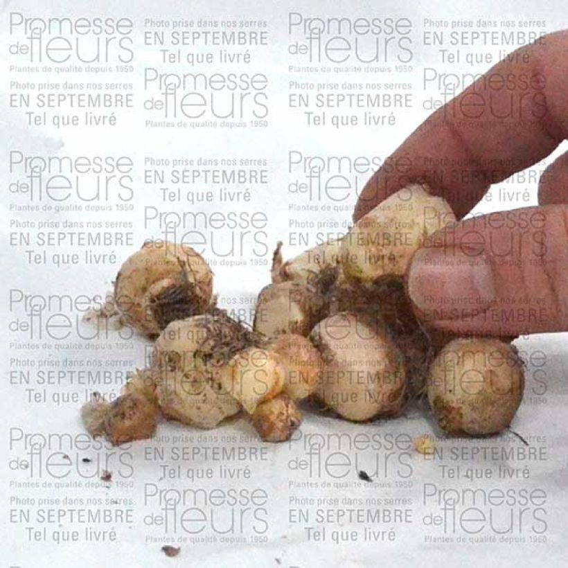 Example of Muscari armeniacum Zwiebel size 6+ as you get