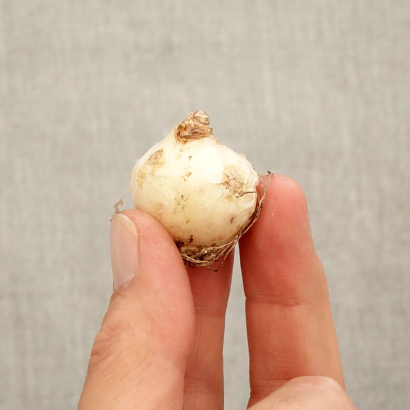 Exemplar von Muscari armeniacum Zwiebel Kaliber/Größe 9+ wie im Herbst geliefert