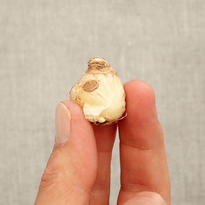 Exemplar von Muscari aucheri White Magic Zwiebel Kaliber/Größe 7+ wie im Herbst geliefert