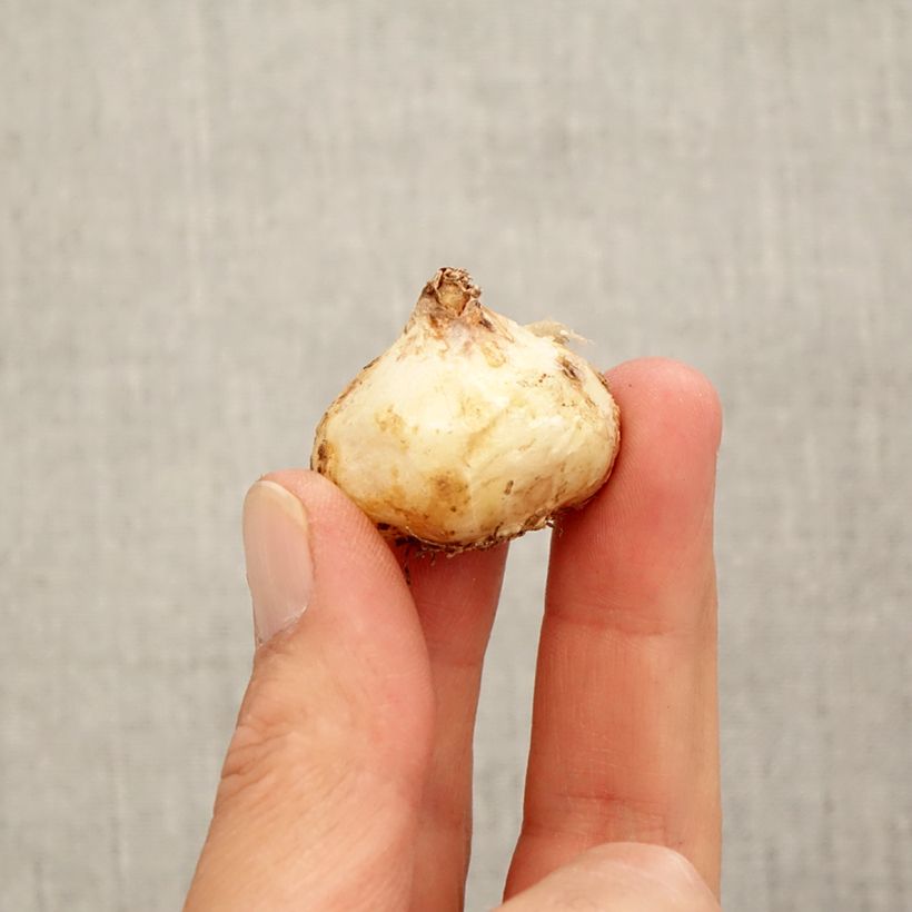 Exemplar von Muscari aucheri White Magic Zwiebel Kaliber/Größe 9+ wie im Herbst geliefert