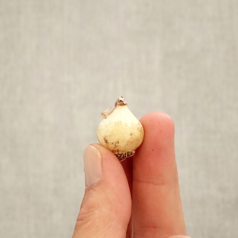 Exemplar von Muscari azureum - Himmelblaue Traubenhyazinthe Zwiebel Kaliber/Größe 6+ wie im Herbst geliefert