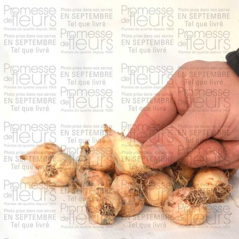 Example of Muscari comosum Plumosum - Schopfige Traubenhyazinthe Zwiebel size 8+ as you get
