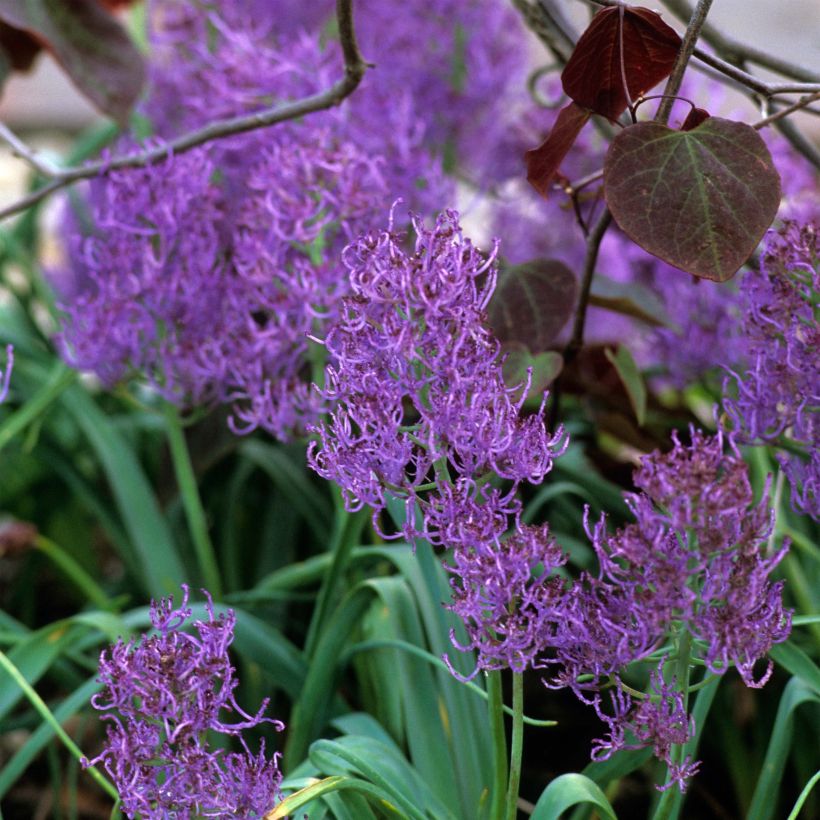 Muscari comosum Plumosum - Schopfige Traubenhyazinthe (Flowering)