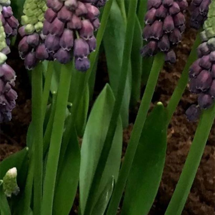 Muscari latifolium Grape Ice - Breitblättrige Traubenhyazinthe (Foliage)