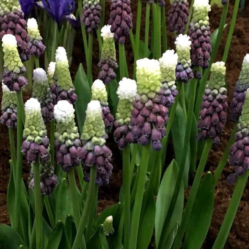Muscari latifolium Grape Ice - Breitblättrige Traubenhyazinthe (Flowering)