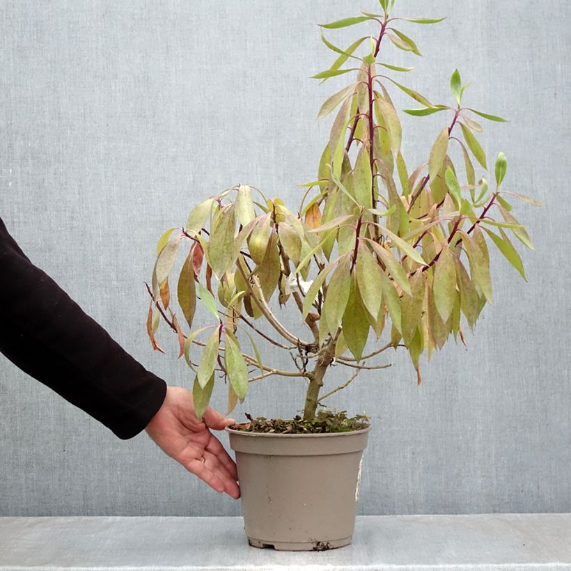 Exemplar von Myoporum laetum - Mauselochbaum Topf mit 4L/5L wie im Herbst geliefert