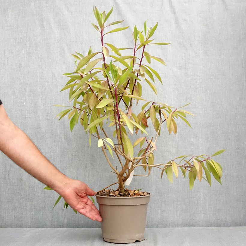 Exemplar von Myoporum laetum - Mauselochbaum Topf mit 4L/5L wie im Sommer geliefert