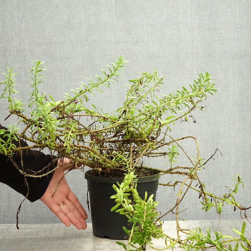 Example of Myoporum parvifolium White - Myoporie Topf mit 3L/4L as you get in automne