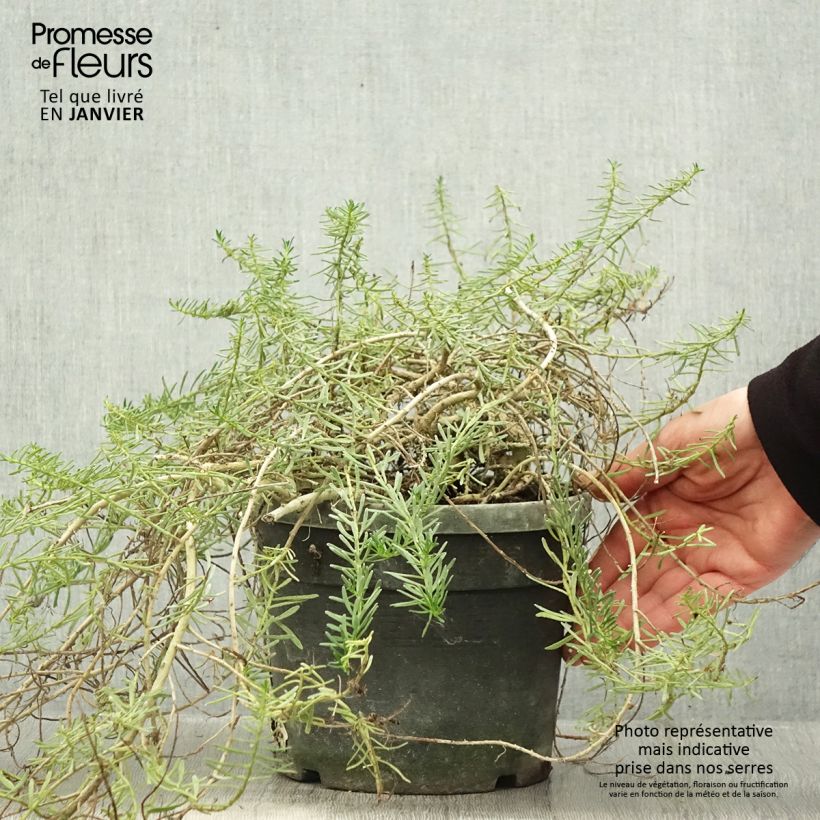 Exemplar von Myoporum parvifolium Fleurs roses - Myoporie Topf mit 3L/4L wie im Winter geliefert