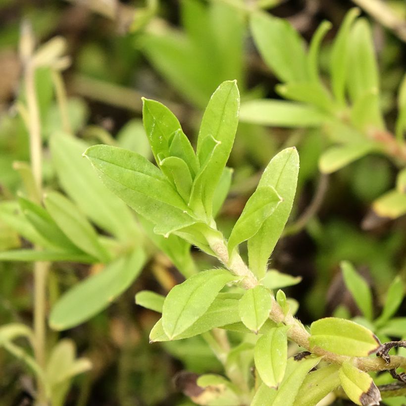 Sumpf-Vergissmeinnicht - Myosotis scorpioides (Foliage)