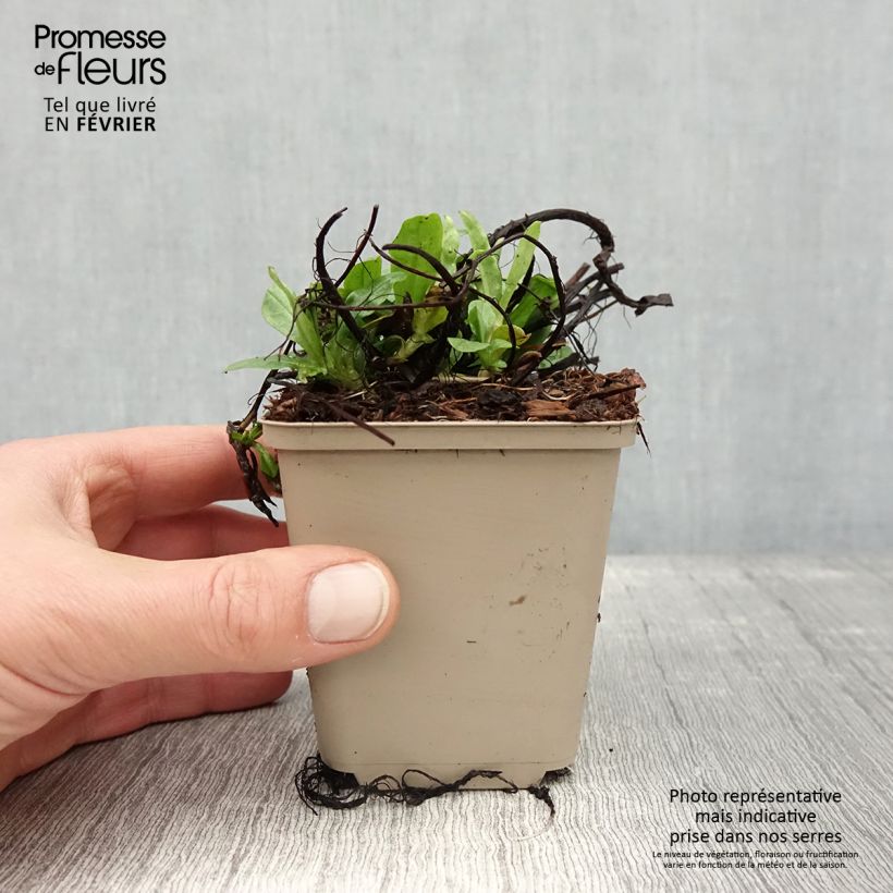 Exemplar von Sumpf-Vergissmeinnicht - Myosotis scorpioides Kleine Töpfe von 8/9 cm wie im Winter geliefert