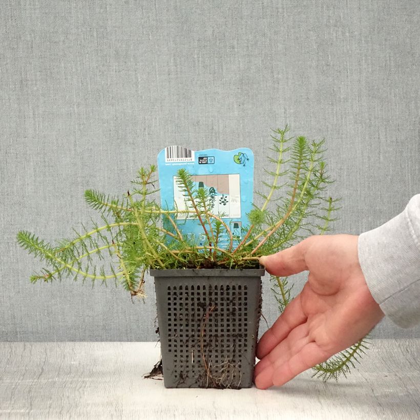 Example of Myriophyllum crispata - Tausendblatt Topf mit 1L/1,5L as you get in ete