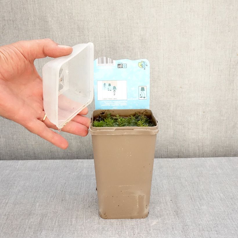 Exemplar von Myriophyllum spicatum - Ährenblütiges Tausendblatt Kleine Töpfe von 8/9 cm wie im Herbst geliefert