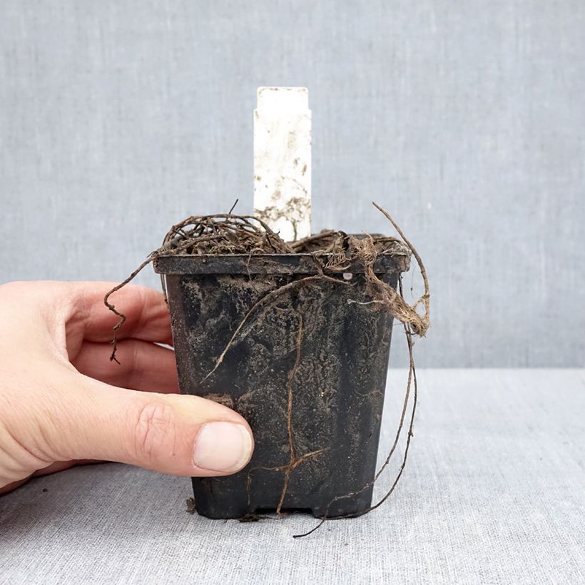 Exemplar von Myriophyllum spicatum - Ährenblütiges Tausendblatt Kleine Töpfe von 8/9 cm wie im Frühjahr geliefert