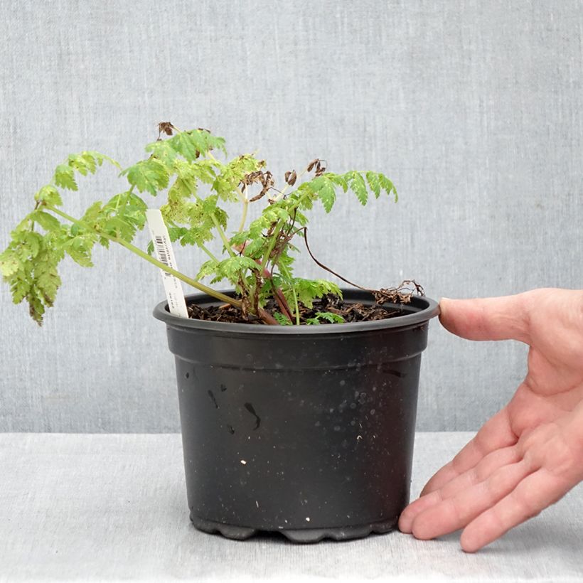 Exemplar von Süßdolde - Myrrhis odorata Topf mit 2L/3L wie im Herbst geliefert