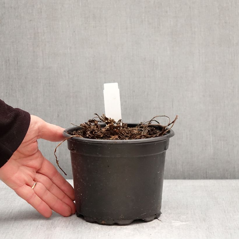 Exemplar von Süßdolde - Myrrhis odorata Topf mit 2L/3L wie im Winter geliefert