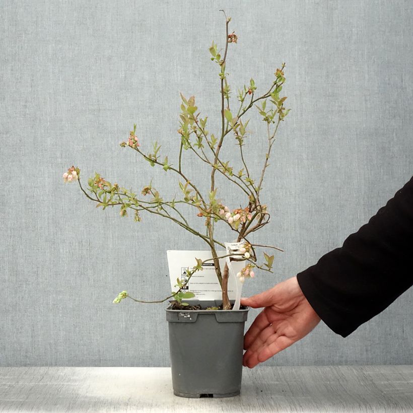 Exemplar von Amerikanische Blaubeere Atlantic - Vaccinium corymbosum Topf mit 4L/5L wie im Frühjahr geliefert