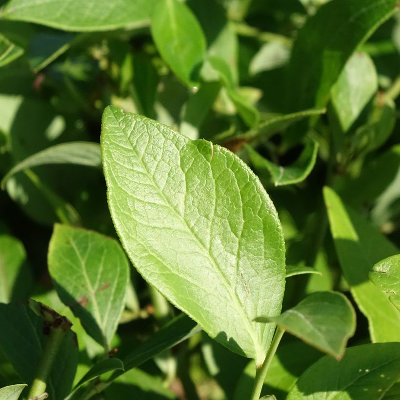 Amerikanische Blaubeere Berkeley - Vaccinium corymbosum (Foliage)