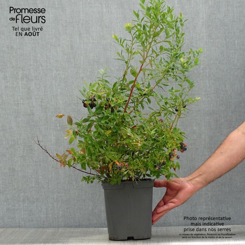 Example of Amerikanische Blaubeere Blue pearl - Vaccinium corymbosum Topf mit 4L/5L as you get in ete