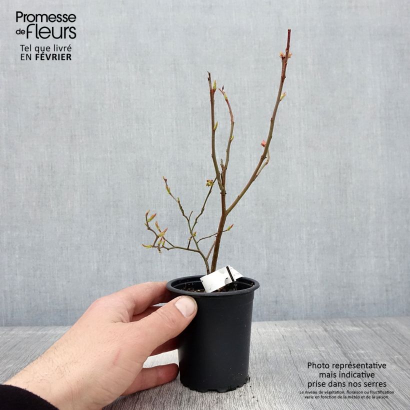 Exemplar von Amerikanische Blaubeere Brigitta - Vaccinium corymbosum Kleine Töpfe von 8/9 cm wie im Winter geliefert