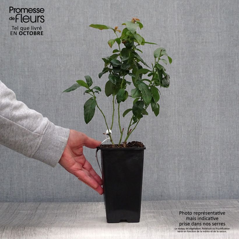 Example of Amerikanische Blaubeere Brigitta - Vaccinium corymbosum Topf mit 1L/1,5L, Strauch as you get in automne