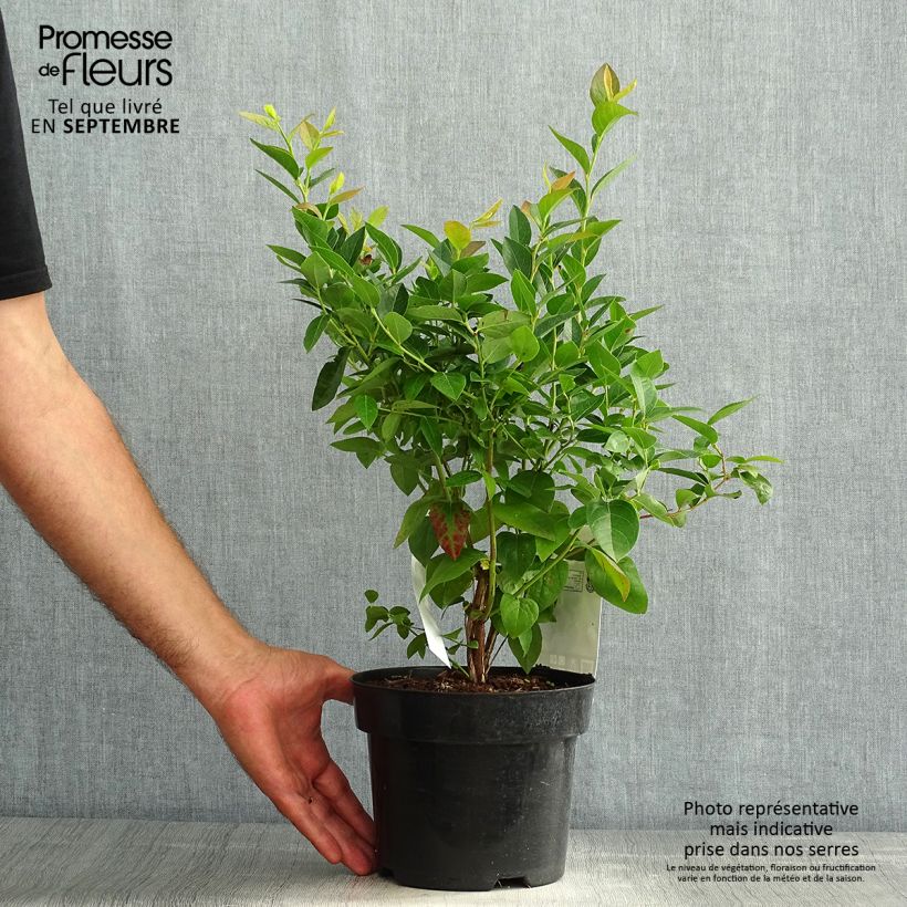 Example of Amerikanische Blaubeere Brigitta - Vaccinium corymbosum Topf mit 1,5L/2L, Strauch as you get in ete