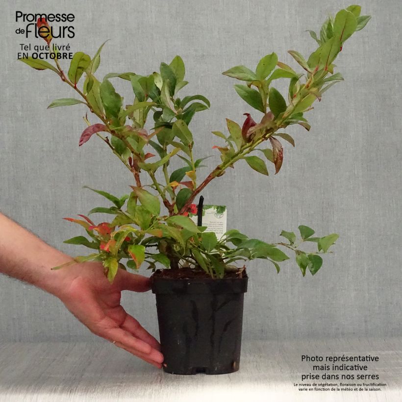 Example of Amerikanische Blaubeere Darrow - Vaccinium corymbosum Topf mit 1,5L/2L as you get in automne
