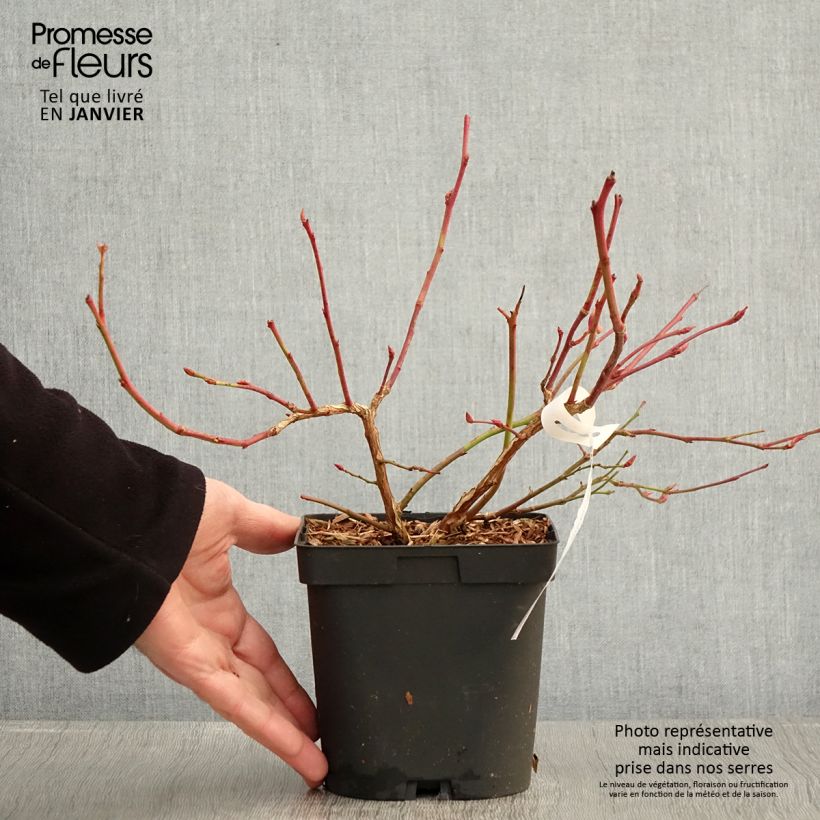 Exemplar von Amerikanische Blaubeere Darrow - Vaccinium corymbosum Topf mit 1,5L/2L wie im Winter geliefert