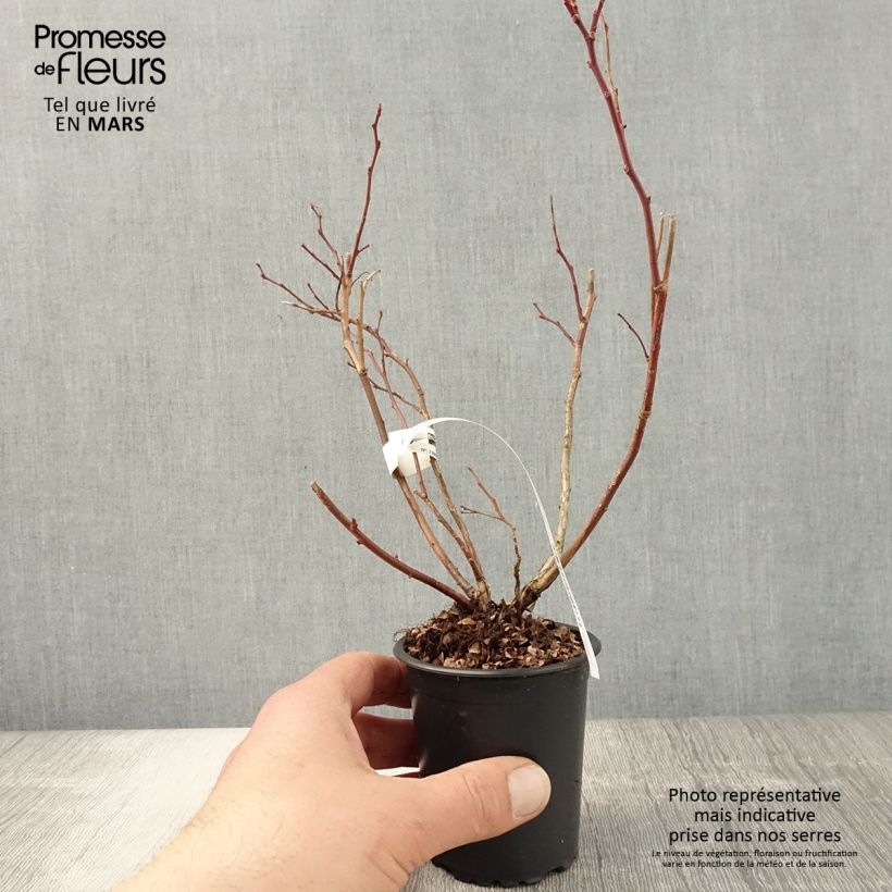 Exemplar von Amerikanische Blaubeere Duke - Vaccinium corymbosum Kleine Töpfe von 8/9 cm wie im Frühjahr geliefert