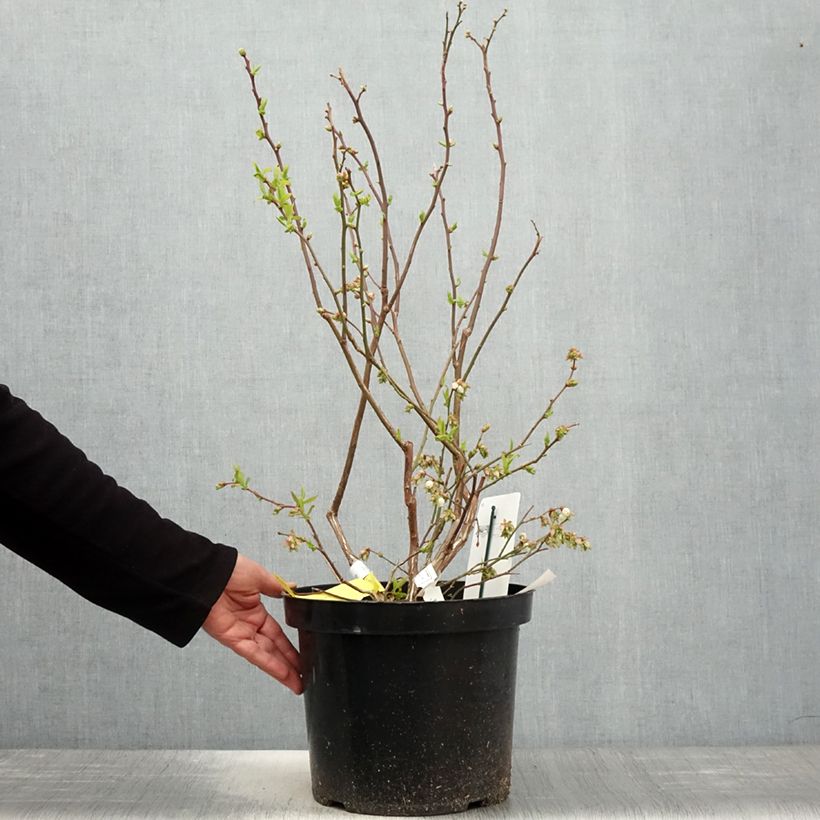 Exemplar von Amerikanische Blaubeere Duke - Vaccinium corymbosum Topf mit 7,5L/10L wie im Frühjahr geliefert