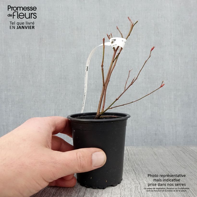 Exemplar von Amerikanische Blaubeere Ivanhoe - Vaccinium corymbosum Kleine Töpfe von 8/9 cm wie im Winter geliefert