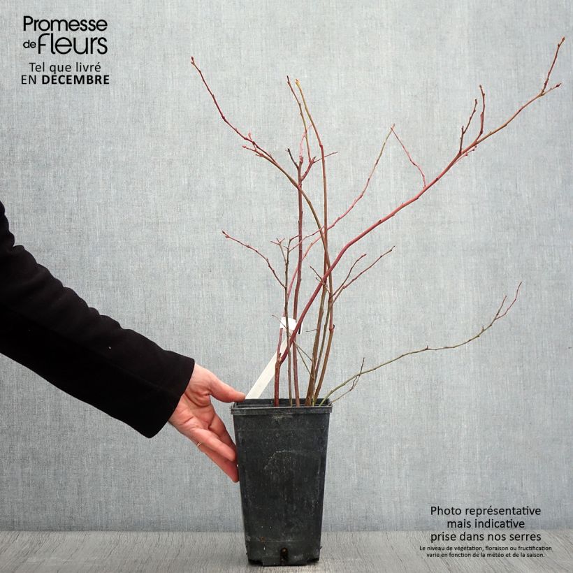 Example of Amerikanische Blaubeere Ivanhoe - Vaccinium corymbosum Topf mit 1,5L/2L, Strauch as you get in automne