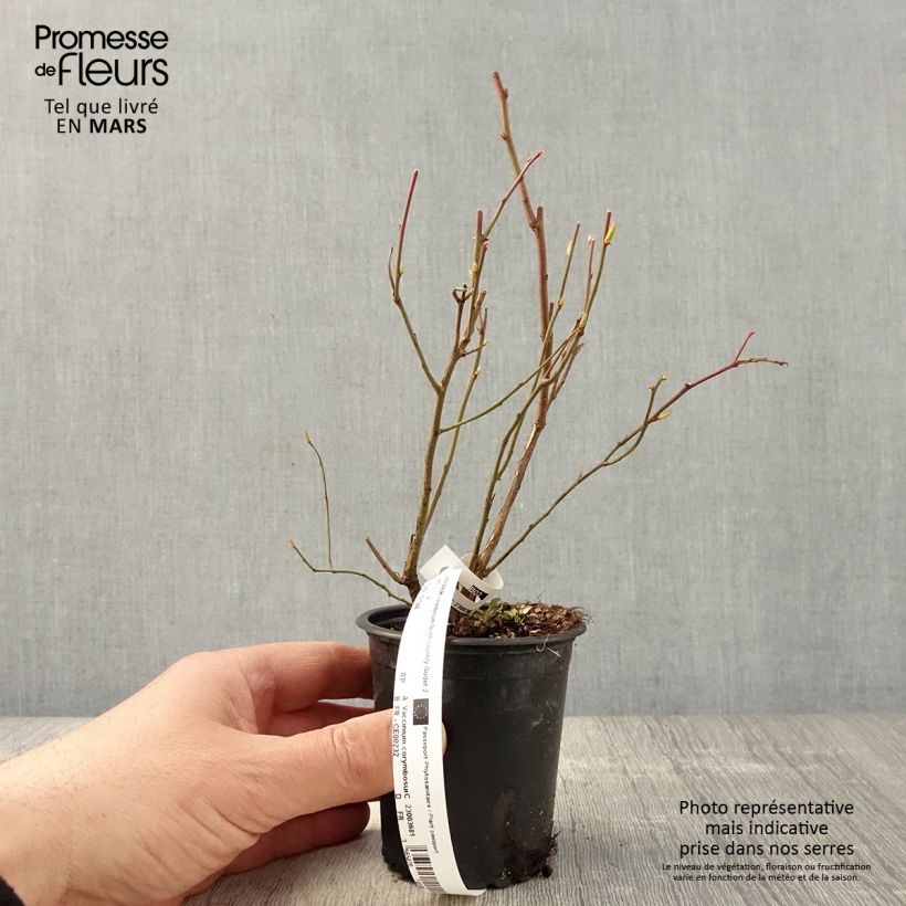 Exemplar von Amerikanische Blaubeere Northcountry - Vaccinium corymbosum Kleine Töpfe von 8/9 cm wie im Frühjahr geliefert