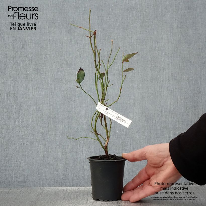 Exemplar von Amerikanische Blaubeere Pioneer - Vaccinium corymbosum Kleine Töpfe von 8/9 cm wie im Winter geliefert