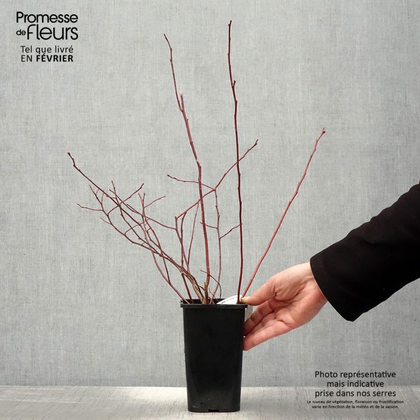 Exemplar von Amerikanische Blaubeere Rubel - Vaccinium corymbosum Topf mit 1L/1,5L wie im Winter geliefert