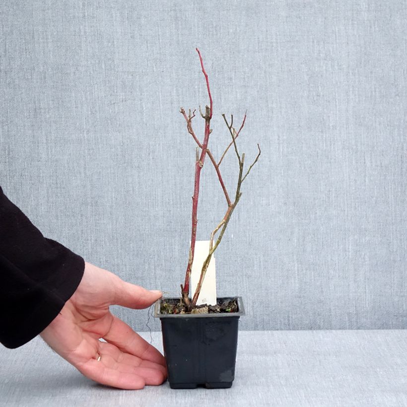 Exemplar von Amerikanische Blaubeere Goldtraube - Vaccinium corymbosum Kleine Töpfe von 8/9 cm wie im Winter geliefert