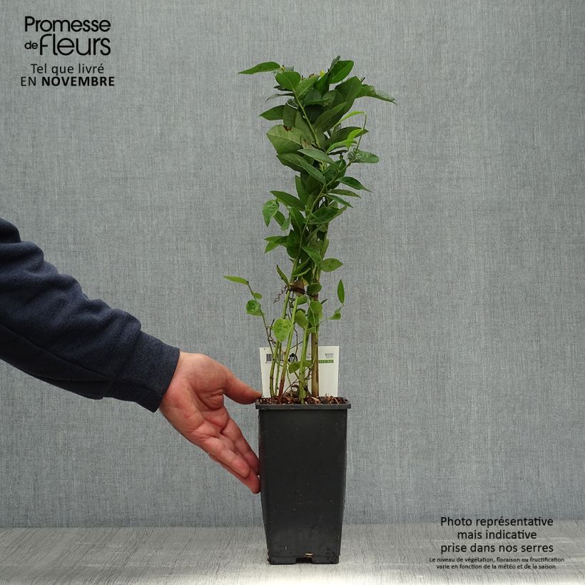 Example of Amerikanische Blaubeere Blue Crop - Vaccinium corymbosum x myrtillus Topf mit 1,5L/2L, Strauch as you get in automne