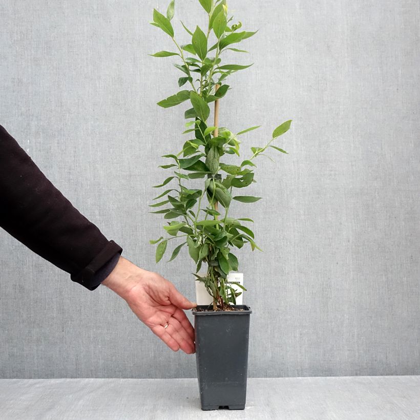 Exemplar von Amerikanische Blaubeere Blue Dessert - Vaccinium corymbosum Topf mit 1,5L/2L, Strauch wie im Herbst geliefert