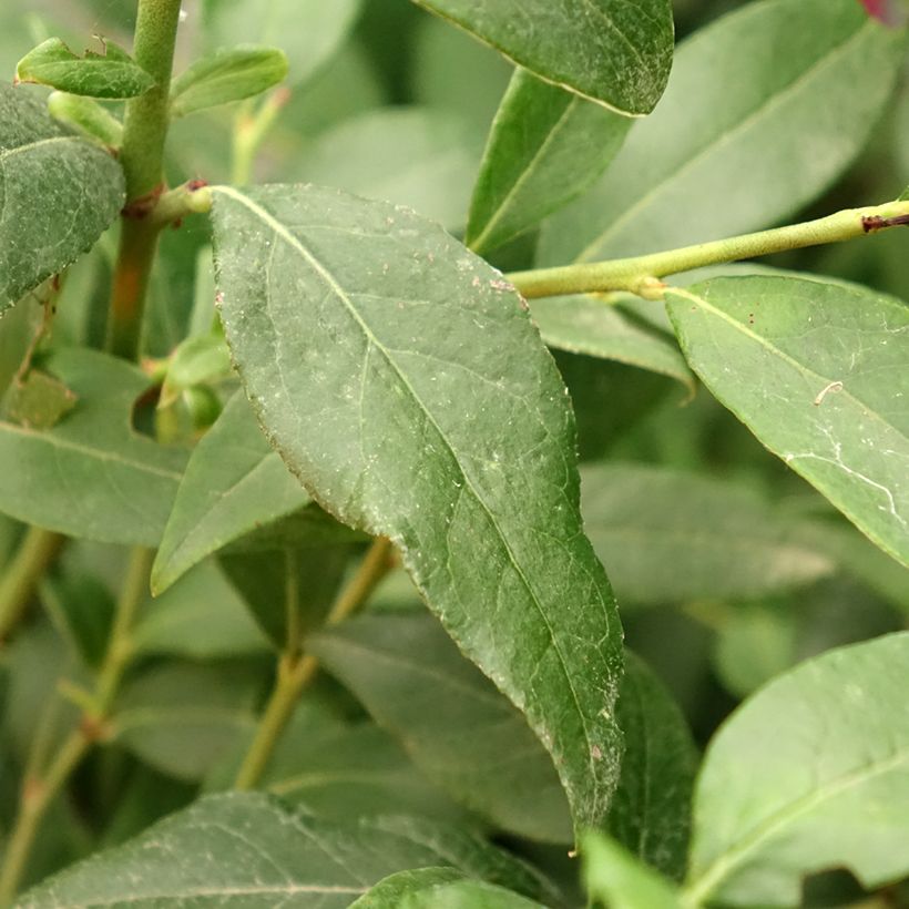 Amerikanische Blaubeere Blue Dessert - Vaccinium corymbosum (Foliage)