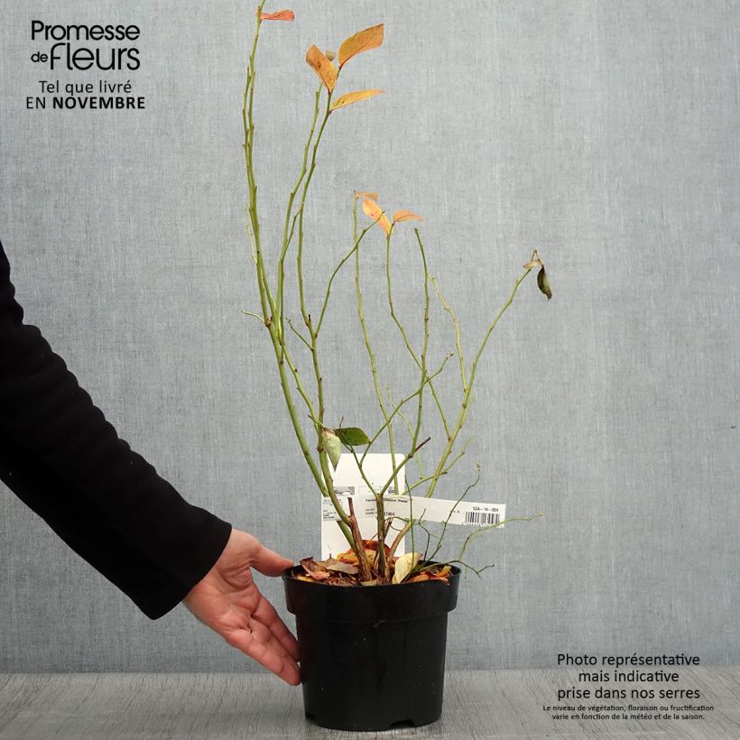 Example of Amerikanische Blaubeere Blue Jay - Vaccinium corymbosum Topf mit 1,5L/2L, Strauch as you get in automne