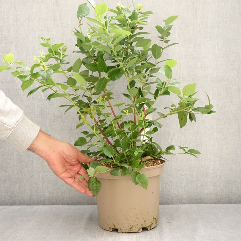 Exemplar von Vaccinium corymbosum Blue Suede - Kultur-Heidelbeere Topf mit 4L/5L, Strauch wie im Herbst geliefert