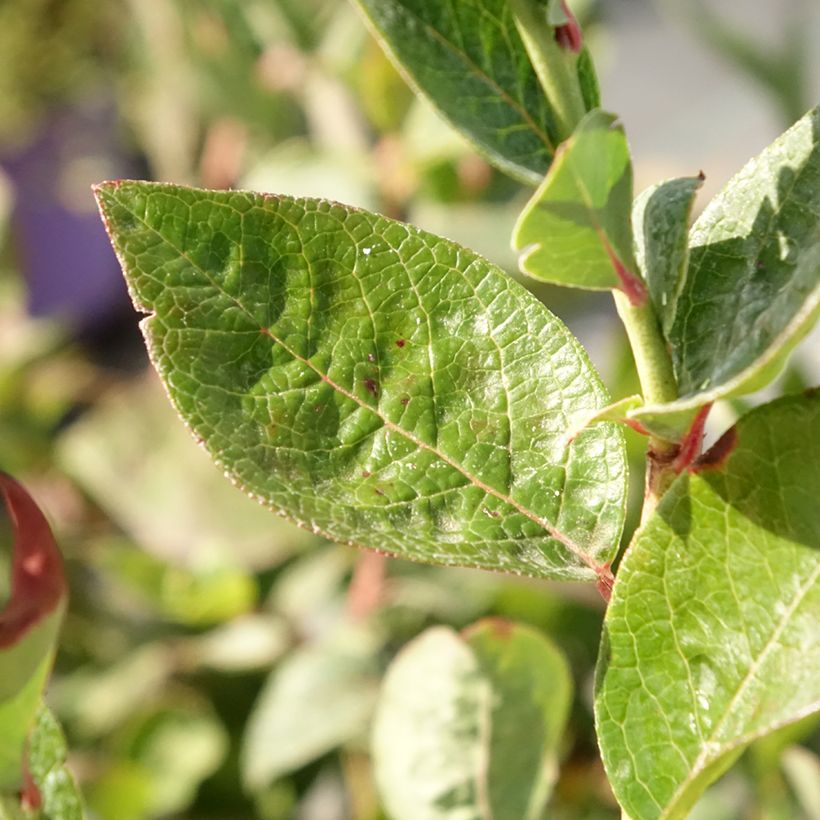 Amerikanische Blaubeere Blues Brothers - Vaccinium corymbosum (Foliage)