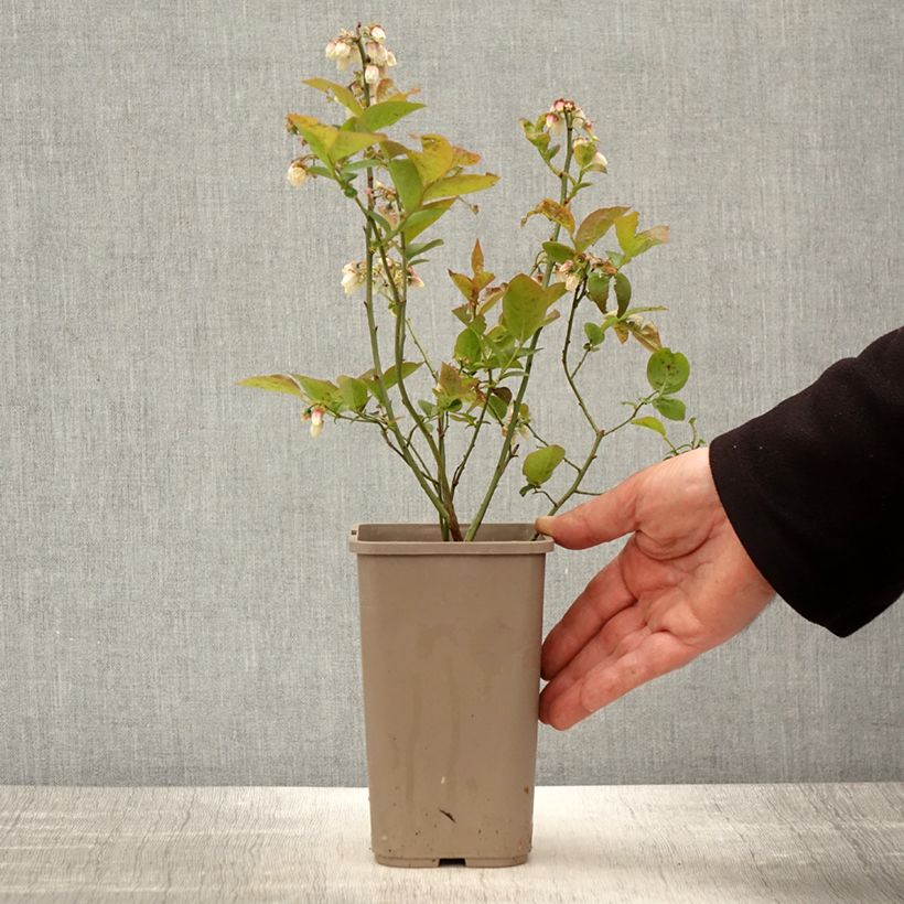Exemplar von Amerikanische Blaubeere Blues Brothers - Vaccinium corymbosum Topf mit 1,5L/2L wie im Frühjahr geliefert