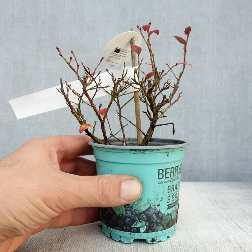 Example of Heidelbeere Brazelberry Berrybux - Vaccinium angustifolium Topf 10 cm/11cm as you get in automne