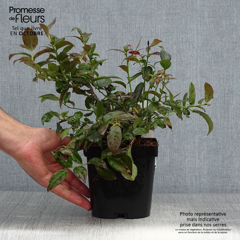 Example of Amerikanische Blaubeere Cabernet Splash 'VacBri1' - Vaccinium corymbosum Topf mit 2L/3L, Strauch as you get in automne