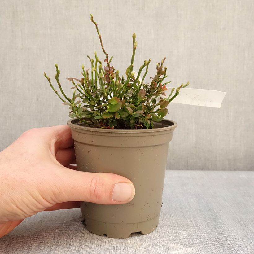 Exemplar von Waldheidelbeeren - Vaccinium myrtillus Topf 12 cm / 13 cm, Strauch wie im Winter geliefert