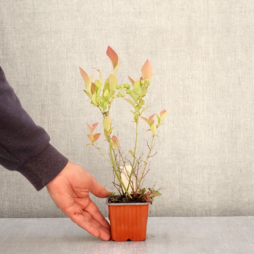 Example of Amerikanische Blaubeere Flamingo - Vaccinium corymbosum Kleine Töpfe von 8/9 cm, Strauch as you get in printemps