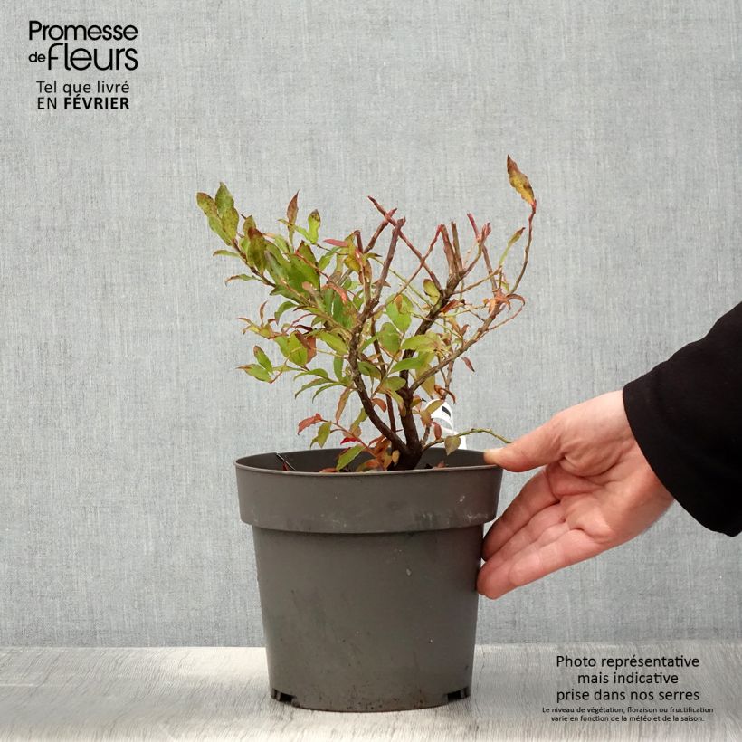 Exemplar von Azoren-Heidelbeere Goutte Bleuef 'Blautropf' - Vaccinium cylindraceum Topf mit 1,5L/2L, Strauch/Busch, mehrstämmig wie im Winter geliefert