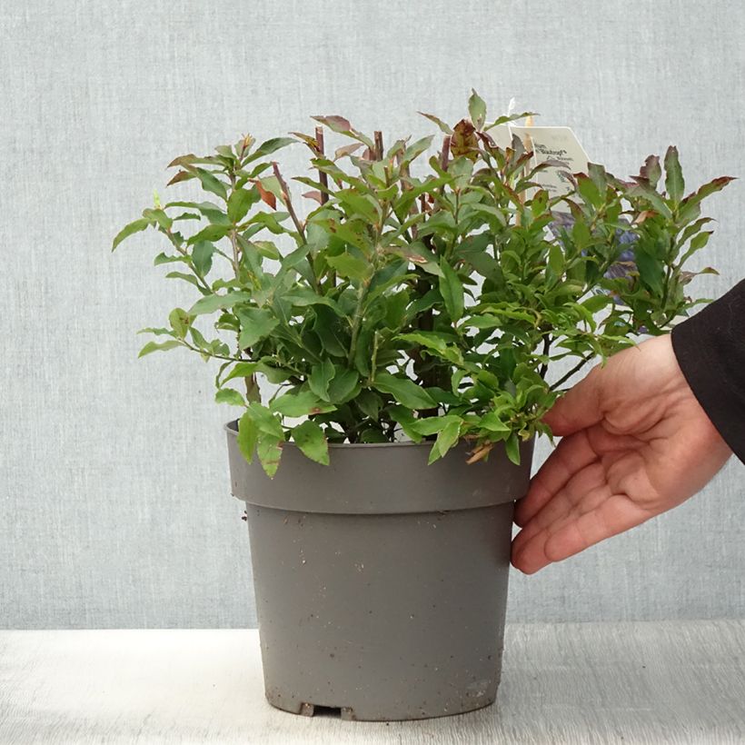 Exemplar von Azoren-Heidelbeere Goutte Bleuef 'Blautropf' - Vaccinium cylindraceum Topf mit 1,5L/2L, Strauch/Busch, mehrstämmig wie im Frühjahr geliefert