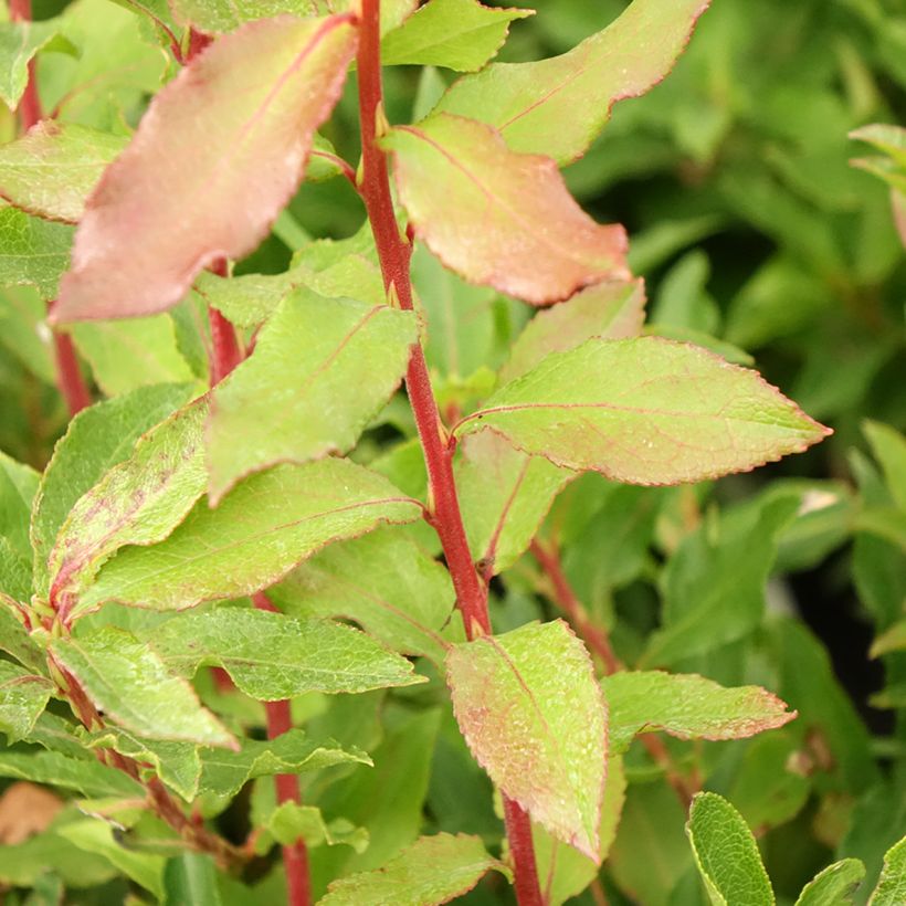 Azoren-Heidelbeere Goutte Bleuef 'Blautropf' - Vaccinium cylindraceum (Foliage)